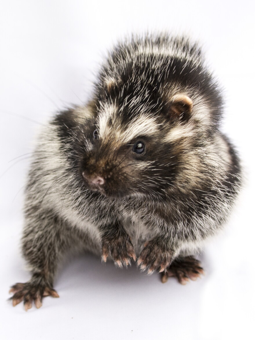 The African crested rat is the only mammal known to sequester lethal plant toxins.