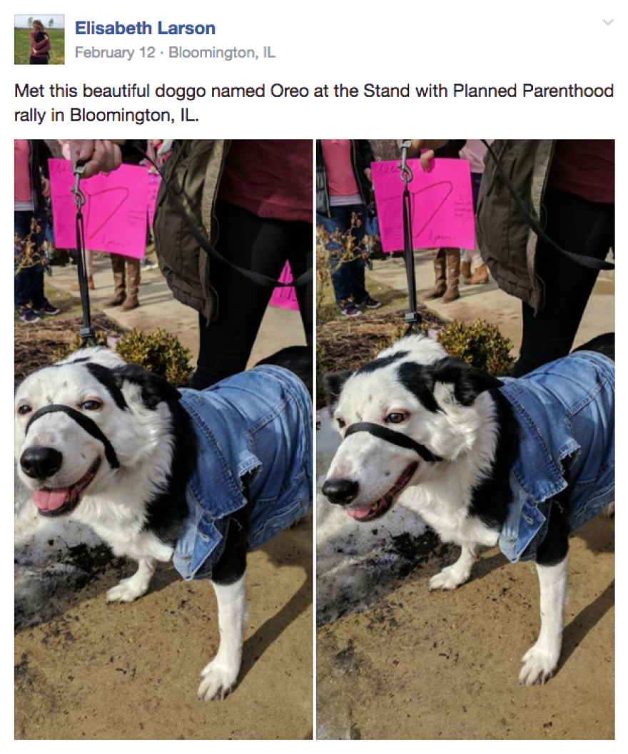 Dogspotting keeps its users from getting political. In this post, the black and white dog shown is said to be at a Planned Parenthood rally, but not stating any political allegiance.