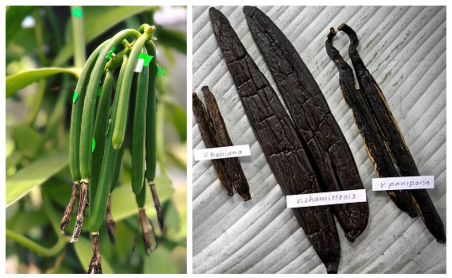 Vanilla beans, on the vine and dried. The green beans are from Malaysia. the dried beans are from Brazil.