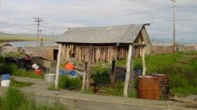 Fish drying in Toksook Bay, Alaska. (State of Alaska photo)