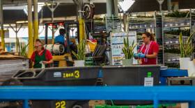 Employees classify plants ready for shipping in the packing area at the Costa Farms, in Homestead, on Friday, June 28, 2024.