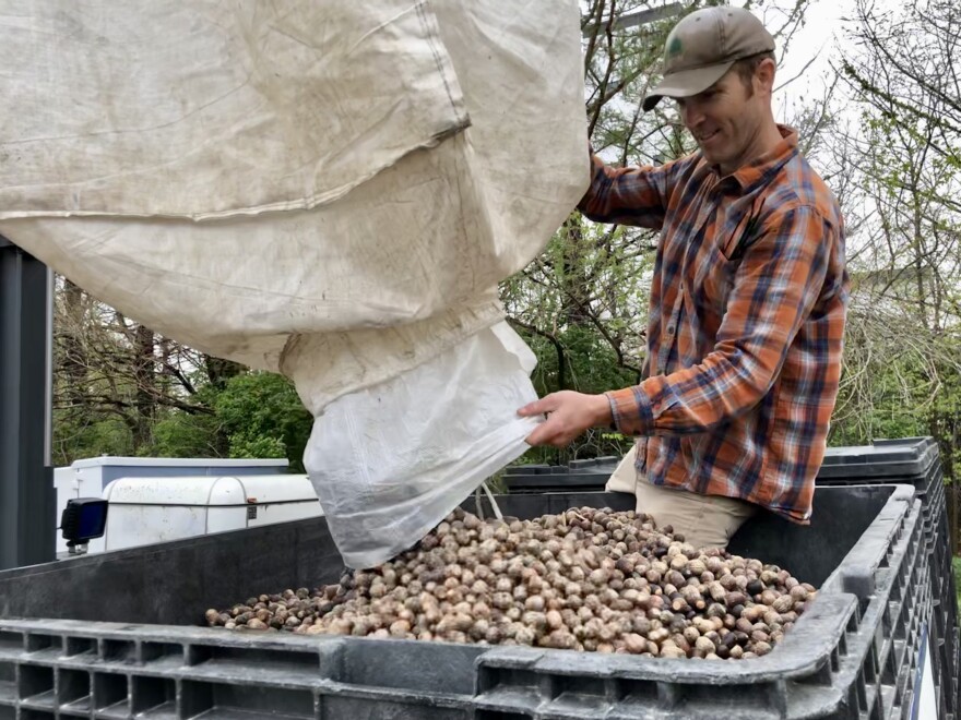 A photo shows a state worker preparing tree nuts for planting.