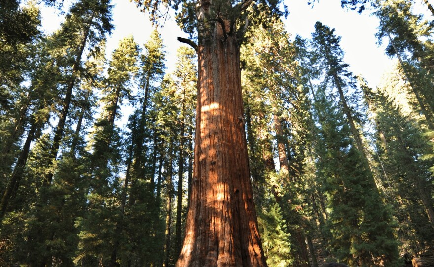 The General Sherman, a giant sequoia in California's Sequoia National Park, is more than 2,000 years old, and is thought to be the largest tree (by volume) in the world.