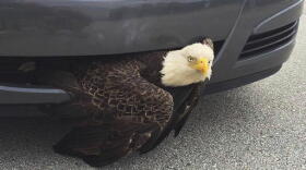 A photo from the Clay County Sheriff's Office shows a bald eagle wedged in a vehicle near Green Cove Springs in Clay County. The bird was freed unharmed after a passing motorist noticed the bird. (Billi West/Clay County Sheriff's Office via AP)