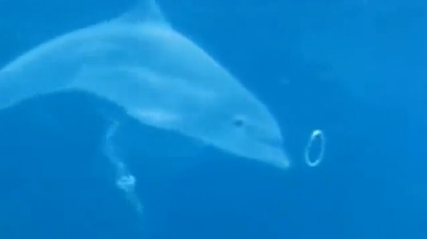 A dolphin makes a round bubble ring.