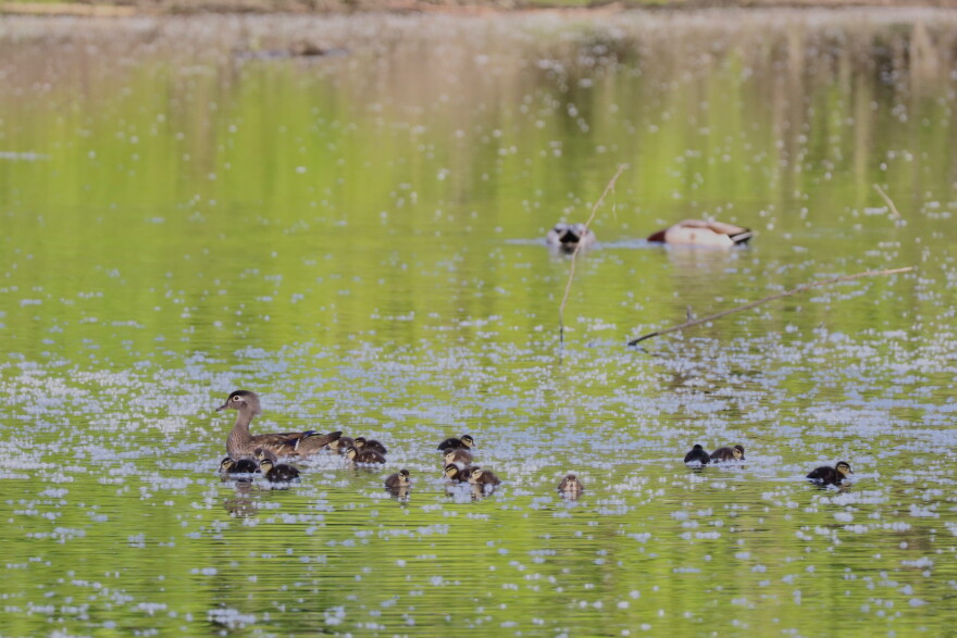 Wood Duck — Derby, Conn.