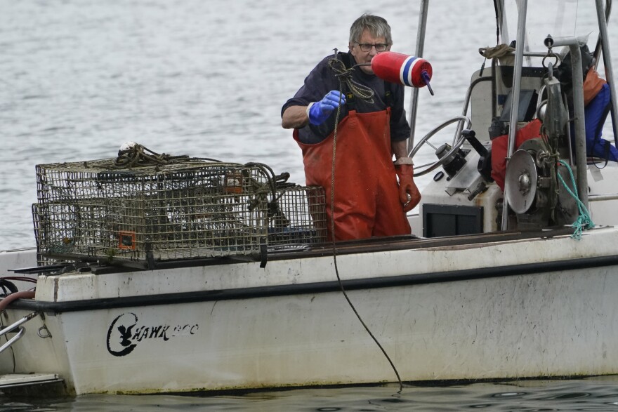 A lobsterman tosses a buoy overboard while setting his traps in Portland harbor, Thursday, July 8, 2021, in Portland, Maine. Lobster prices have been higher than average as the industry rebounds from the COVID-19 pandemic.