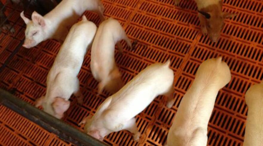 Farmer_piglets_2.jpg