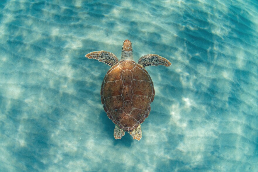 3 sea turtles return to natural habitat after rehabbing in Clearwater ...