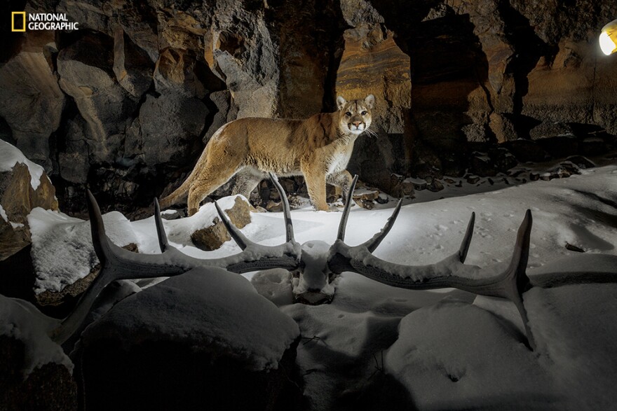 Notoriously elusive, cougars vary their range in response to their prey, mostly elk and deer. In winter they favor the shallow snow in the northern reaches of Yellowstone. This cougar was caught on the prowl by a camera trap set behind an elk rack on a cl