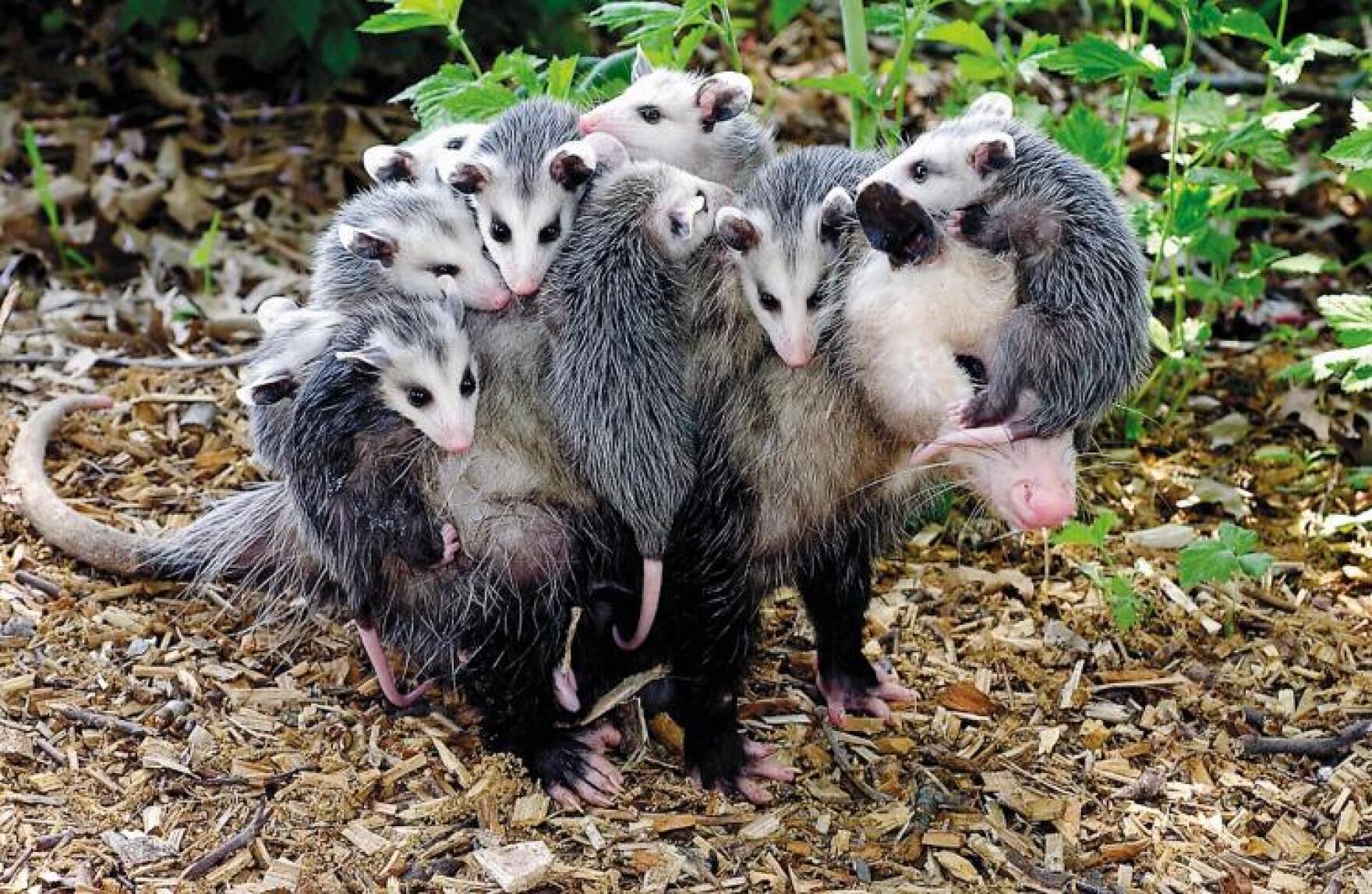 Discover Nature Opossums KBIA