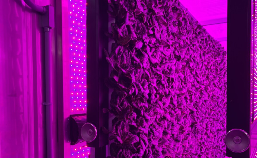 Lettuce growing on a wall in a storage container under blue and red lights. 