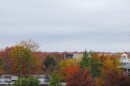 A tree line in Peace Park with bright fall colors in November. The sky is cloudy and grey.