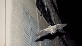 Photo of "Bats" by Jan Tichy