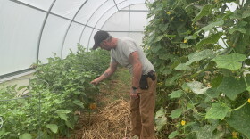 Matt Drayer of Ancient Valley Growers looks at bell peppers in his greenhouse on his farm in Wood Valley on Hawaiʻi Island.