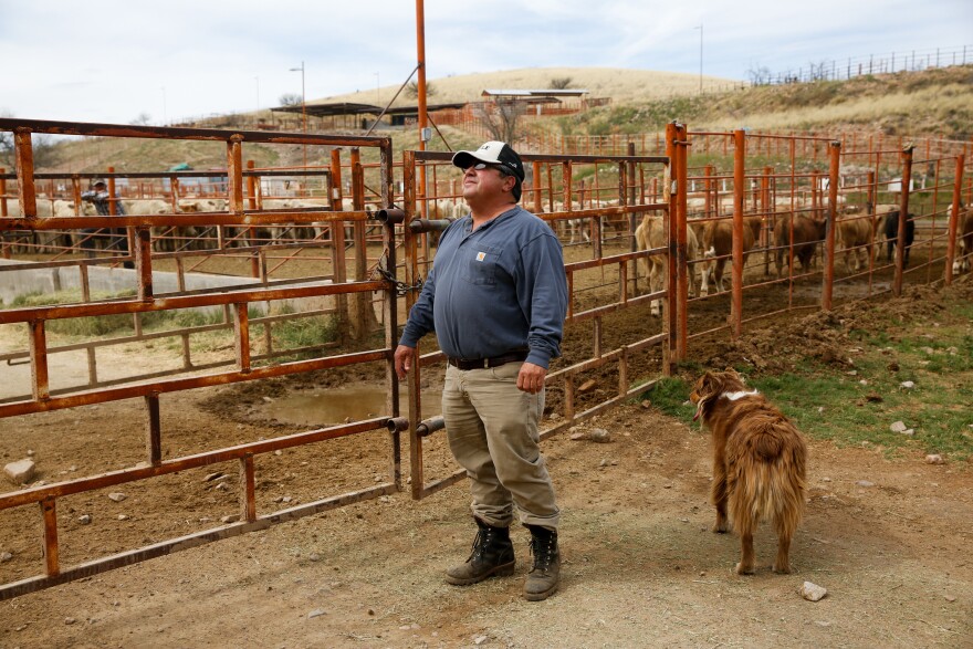 Juan Manuel Fleischer, a cattle broker based in Arizona, watches for the herd of cattle he bought in Mexico to cross into the U.S.