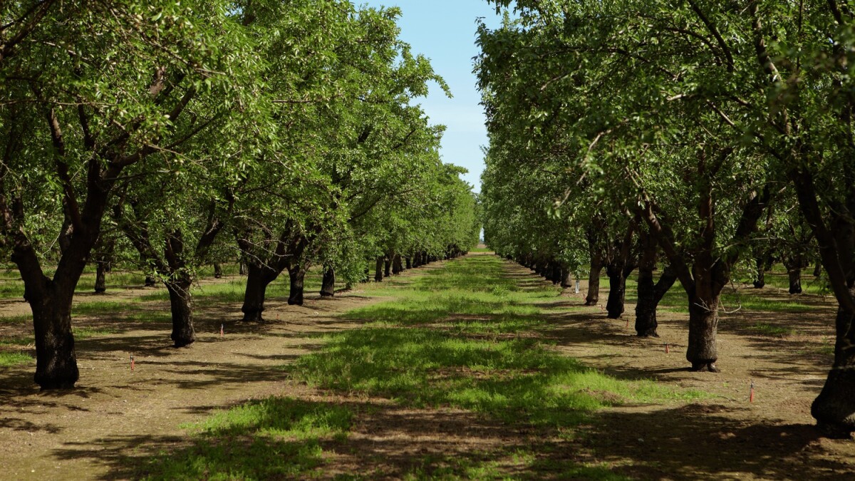 What Pesticides Are Sprayed On Almond Orchards, And Are ...