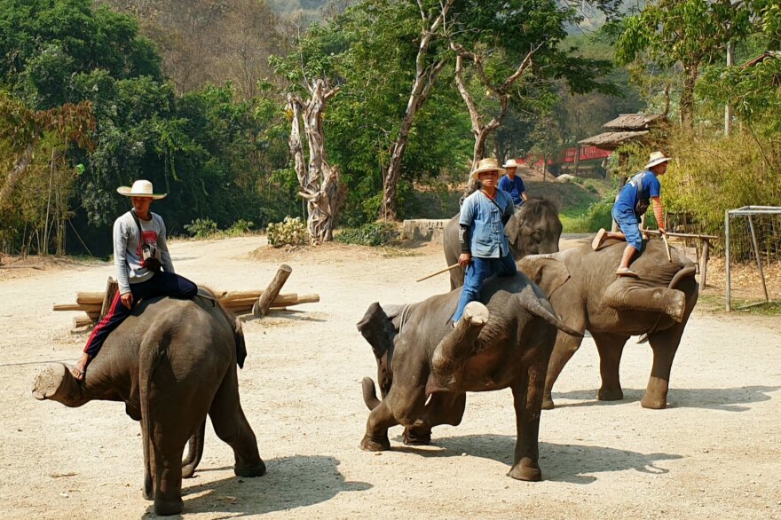 Elephants and mahouts perform one of the last shows at the Maetaeng Elephant Camp in Chiang Mai before it shut last month.