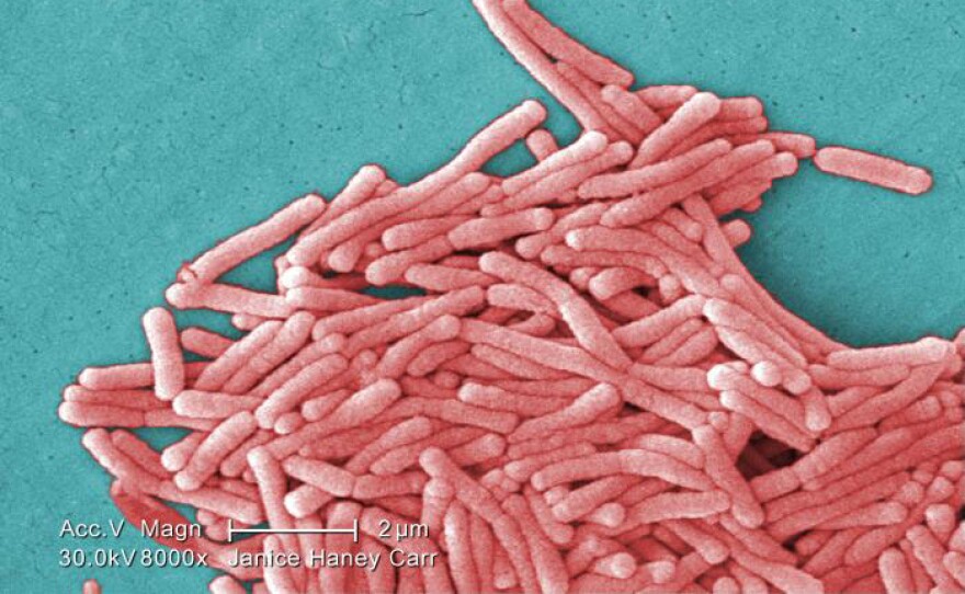 Under a moderately high magnification, this colorized scanning electron microscopic image depicts a large grouping of Gram-negative Legionella pneumophila bacteria. These bacteria cause Legionnaires' disease and Pontiac Fever, collectively known as Legionellosis.