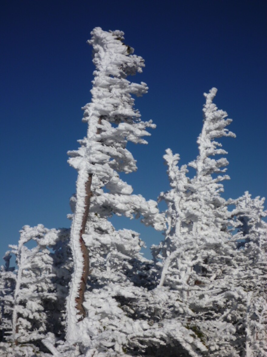 Rime ice on the Mt. Washington Auto Road.