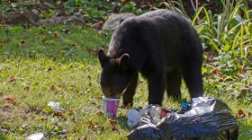 The DWR reminds campers to keep campsites clean to avoid attracting a bear.