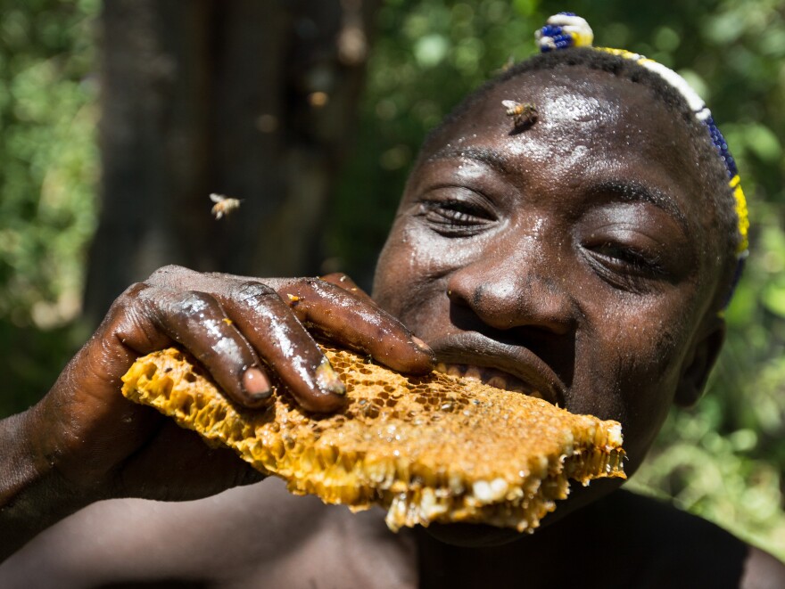 Hadza man eating honeycomb and larvae from a beehive.