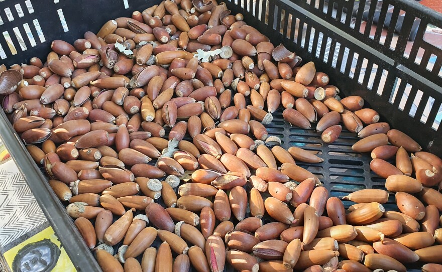 The acorns that Brandon and Fr Ian will process.