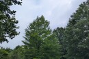 A variety of trees in a Roanoke neighborhood in the summer of 2026.