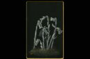 A painting of a grey-toned ghost flower done by Mabel Loomis Todd with a gold border.