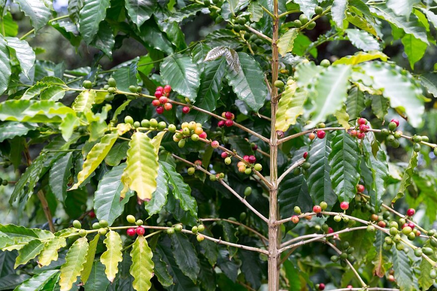 kona_coffee_fruits_wikimedia_commons.jpg