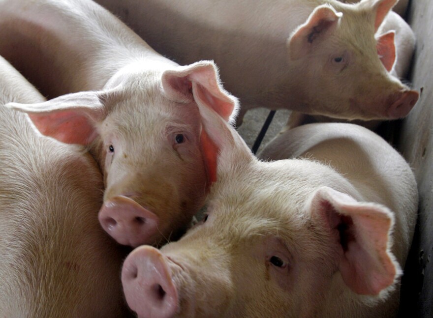 Several large hogs stand confined in pens inside a building. They are crowded side by side within steel fencing.