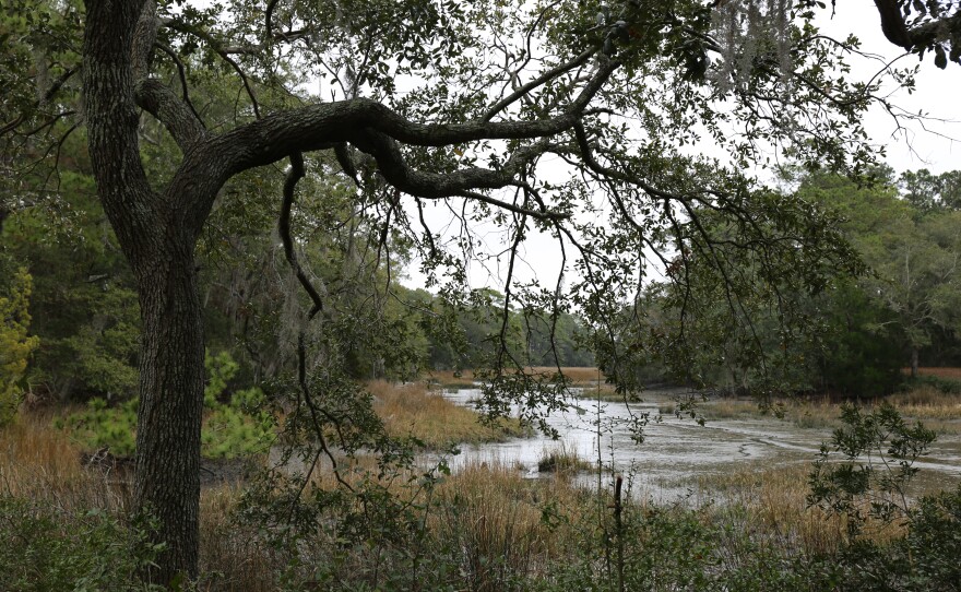 Back of Pinckney Park along tributary to Parrot Creek