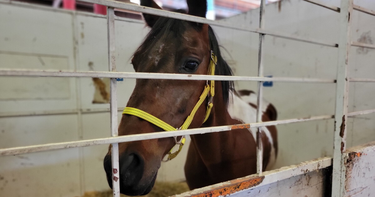 More than 90 animals seized from Lane County property after owner found ...