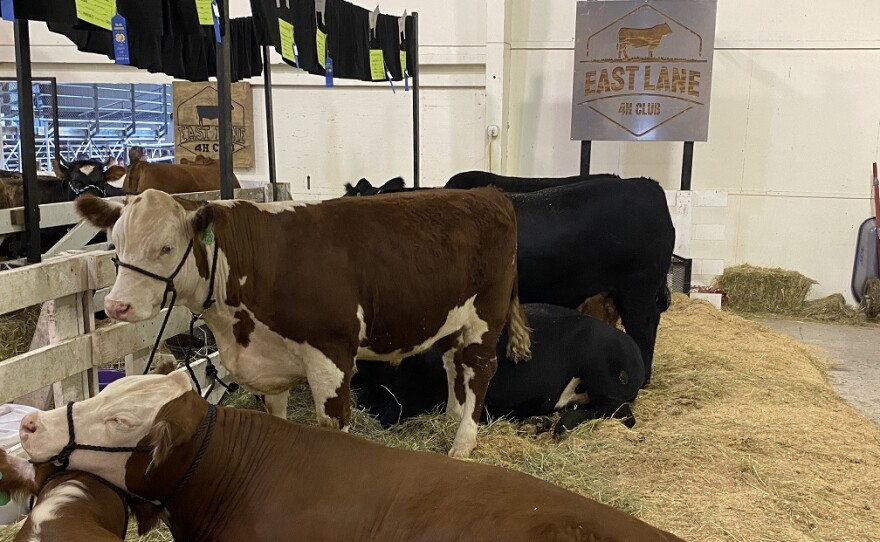 Cattle on exhibit at the Lane County Fair.