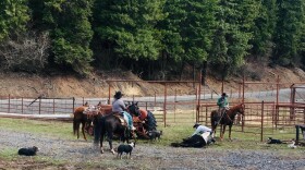 Cowboys on horseback ride near a black cow on the ground against a green tree line on grass and gravel.