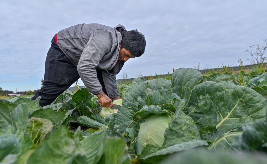 Danny Gomez picks cabbage at Burger's Farm in Drums, Pa.