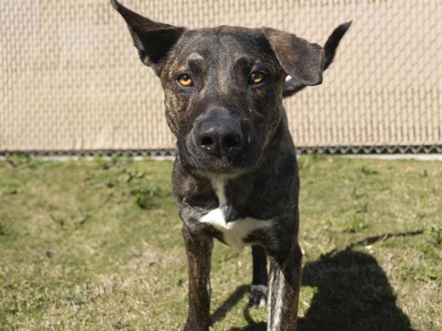 Brutus has been at the Arizona Humane Society shelter for more than 10 days.