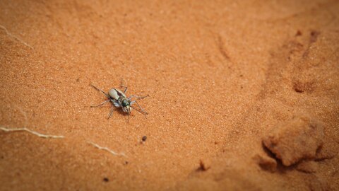 A tiny sliver of southern Utah is the only place to find the Coral Pink Sand Dunes tiger beetle, seen here May 3, 2026. So as climate change and recreation threaten its fragile habitat, it has nowhere else to go.