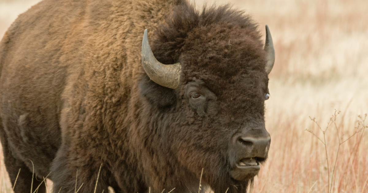 Where to See the American Buffalo Up Close in Kansas