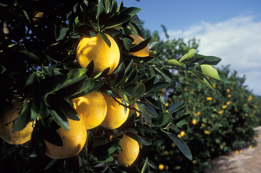 Washington navel oranges growing in Florida.