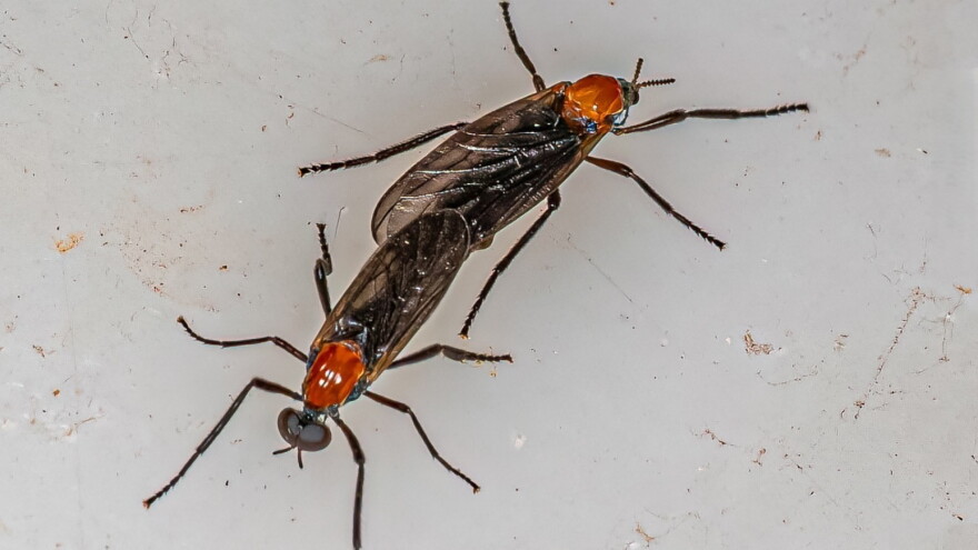 closeup of love bug (s) 