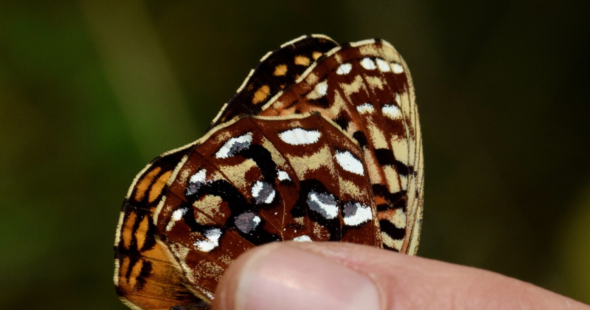 Coastal Oregon landowners aid conservation efforts for endangered butterfly
