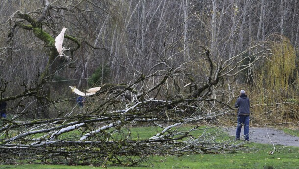 A man holding branches from a tree, a portion of the tree that has been pulled in half. 