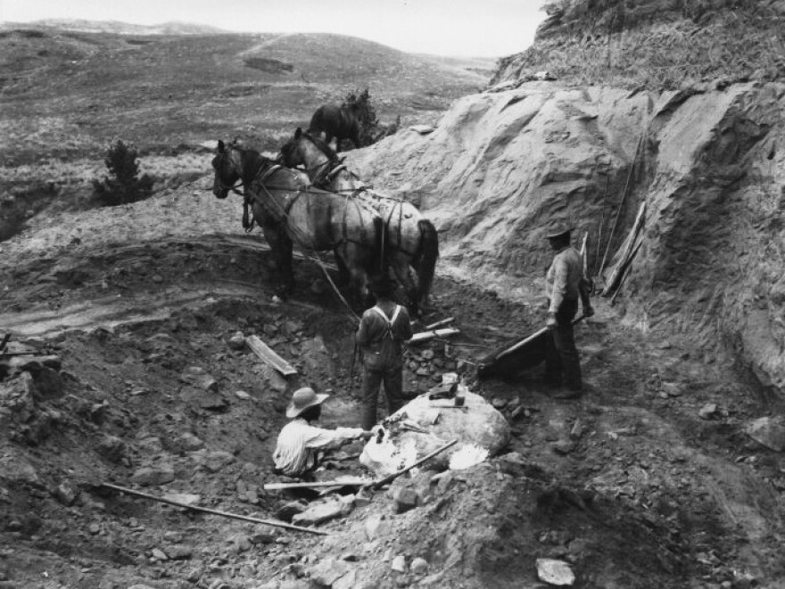 Brown (lower left) works in the quarry in 1905 in Hell Creek, Mont., where the first <em>T. rex</em> was found. Brown and his team used horses to pull away layers of soil and rock above the dinosaur bones.