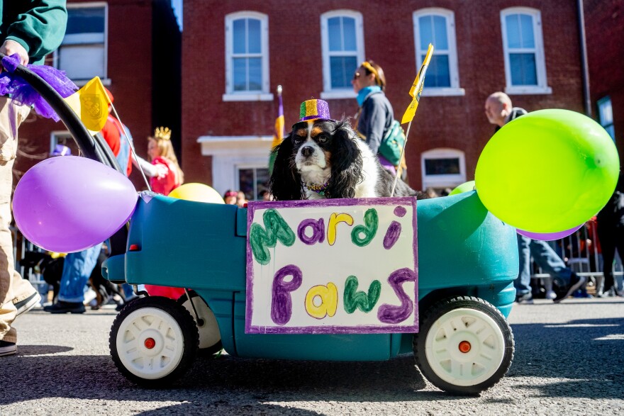 “Lucy” a 12-year-old King Charles Spaniel, rides in a wagon on Sunday, Feb. 12, 2023, during the 30th Annual Purina Pet Parade in Soulard.