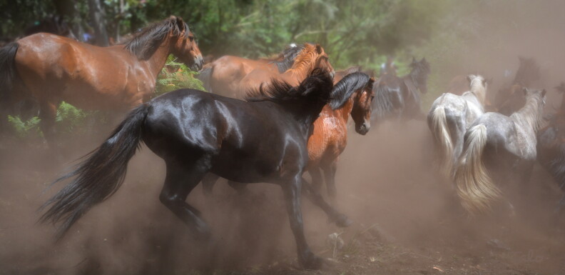 A group of horses run, kicking up dirt.