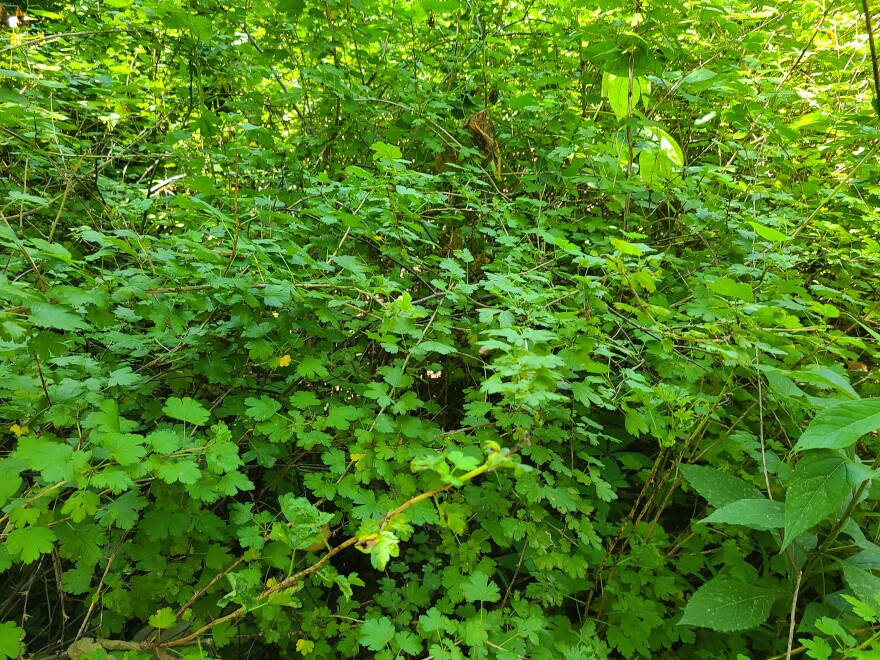 large green shrub