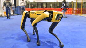 Boston Dynamics' Spot robot walks around during a demonstration at company's facility in Waltham. (Josh Reynolds/AP)
