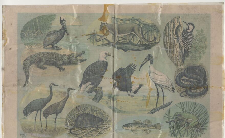 Pages from Florida Wildlife magazine showing endangered animals native to the state