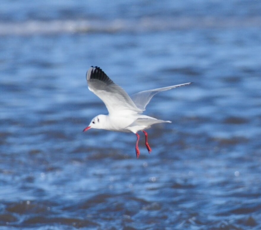 A winter visitor from Europe - a Black-Headed Gull spotted on the Wilmington CBC.